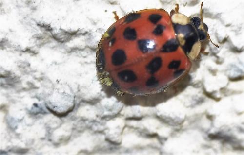 Réf. 353 885 : Harmonia axyridis